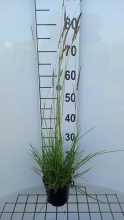 Planten Sesleria autumnalis   pot 1,5L  
