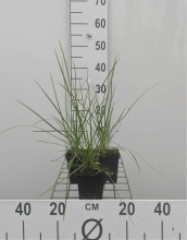 Planten Sesleria autumnalis   pot 9x9 cm  