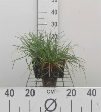 Planten Sesleria caerulea   pot 9x9 cm
