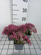 Planten Sedum cauticola 'Lidakense'   pot 9x9 cm  