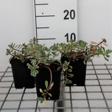 Planten Sedum spurium 'Variegatum'   pot 9x9 cm  