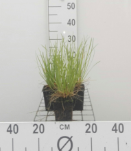 Planten Sesleria heufleriana   pot 9x9 cm
