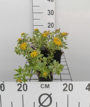 Planten Sedum kamtschaticum 'Variegatum'   pot 9x9 cm  
