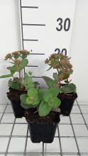 Planten Sedum 'Matrona'   pot 9x9 cm  