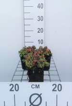 Planten Sedum oreganum   pot 9x9 cm  