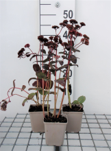 Planten Sedum 'Purple Emperor'   pot 9x9 cm  