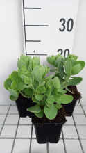 Planten Sedum spectabile 'Brillant'   pot 9x9 cm  