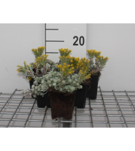 Planten Sedum spathulifolium 'Cape Blanco'   pot 9x9 cm  