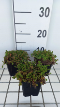 Planten Sedum sexangulare   pot 9x9 cm  