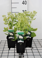 Planten Sedum spectabile 'Iceberg'   pot 9x9 cm  