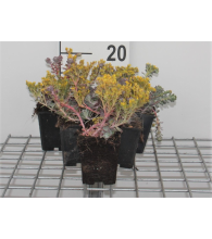 Planten Sedum spathulifolium 'Purpureum'   pot 9x9 cm  