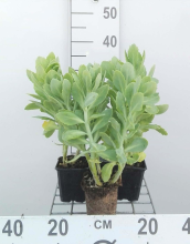 Planten Sedum spectabile 'Stardust'   pot 9x9 cm  