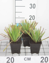 Planten Sisyrinchium californicum   pot 9x9 cm