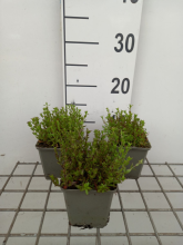 Planten Silene schafta   pot 9x9 cm