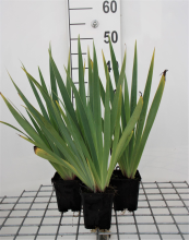 Planten Sisyrinchium striatum   pot 9x9 cm