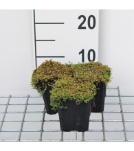 Planten Soleirolia soleirolii   pot 9x9 cm