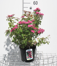 Planten Spiraea japonica 'Crispa'   pot 3L   25 30 cm