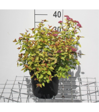 Planten Spiraea japonica 'Firelight'   pot 3L   25 30 cm  