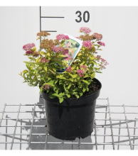 Planten Spiraea japonica 'Goldmound'   pot 3L   25 30 cm