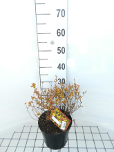 Planten Spiraea japonica 'Golden Princess'   pot 3L   25 30 cm