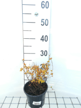 Planten Spiraea japonica 'Golden Princess'   pot 1,3L   20 25 cm
