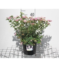 Planten Spiraea japonica 'Little Princess'   pot 3L   25 30 cm