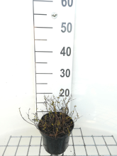 Planten Spiraea japonica 'Little Princess'   pot 1,3L   20 25 cm