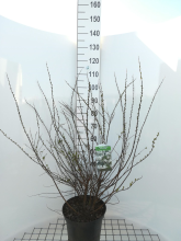 Planten Spiraea nipponica 'Snowmound'   pot 10L   50 60 cm  