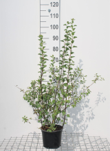 Planten Spiraea x vanhouttei   pot 3L   40 60 cm