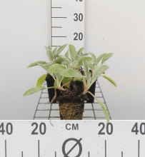Planten Stachys byzantina 'Cotton Boll'   pot 9x9 cm  
