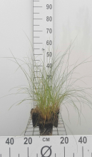 Planten Stipa capillata   pot 9x9 cm  