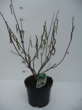 Planten Stachyurus chinensis 'Celina'   pot   40 50 cm