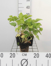 Planten Stachys grandiflora 'Superba'   pot 9x9 cm  