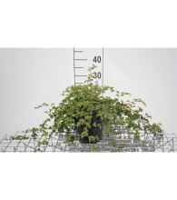 Planten Stephanandra incisa 'Crispa'   pot 3L   30 40 cm