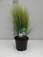 Planten Stipa tenuifolia   pot 3L  