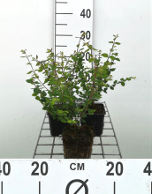 Planten Symphoricarpos x chenaultii 'Hancock'   pot 9x9 cm   15 20 cm