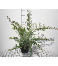 Planten Symphoricarpos x chenaultii 'Hancock'   pot 3L   50 60 cm