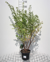Planten Symphoricarpos x chenaultii   pot   50 60 cm