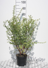 Planten Symphoricarpos x doorenbosii 'Magic Berry'   pot   50 60 cm