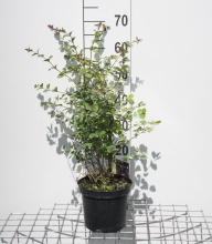 Planten Symphoricarpos x doorenbosii 'Mother of Pearl'   pot   50 60 cm