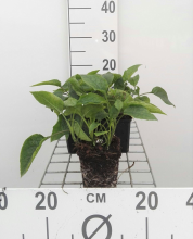Planten Symphytum grandiflorum   pot 9x9 cm  