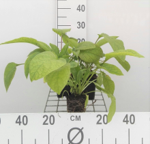 Planten Symphytum grandiflorum 'Wisley Blue'   pot 9x9 cm  