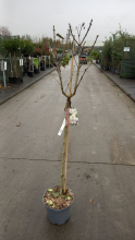 Planten Syringa vulgaris 'Mme Lemoine'   pot 10L   geënt op stamhoogte 90 cm