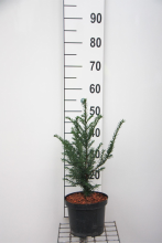 Planten Taxus baccata   pot   30 40 cm   struik