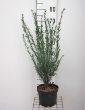 Planten Taxus baccata   pot   50 60 cm   struik  