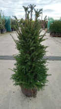 Planten Taxus baccata   aardekluit   100 125 cm   struik  
