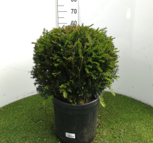 Planten Taxus baccata   pot   bolvorm diameter 40+ cm