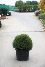 Planten Taxus baccata   pot   bolvorm diameter 60+ cm