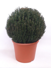 Planten Taxus baccata   pot   bolvorm diameter 50+ cm