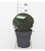Planten Taxus baccata   pot   bolvorm diameter 30+ cm